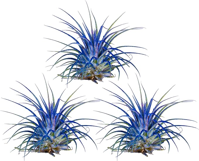 Air Plants - Tillandsia Ionantha - Organically Enhanced Color - Live Arrival Guaranteed - House Plants for Home Decor & Gift (Blue Bell 3PK + Black Gold Heart)