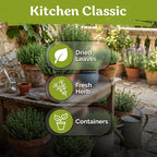 KVITER 2500 Common Thyme Seeds (Thymus Vulgaris) - Garden Thyme, Aromatic, Drought Tolerant, Non GMO Herb Seed Packets - Culinary Herb Seeds for Indoor and Outdoor Garden Beds, Containers