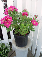 Rosa X Purple Pavement (Rose) Rose, purple flowers, #3 - Size Container