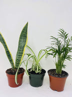 House Plant Collection - Parlor Palm, Spider Plant, Snake Plant