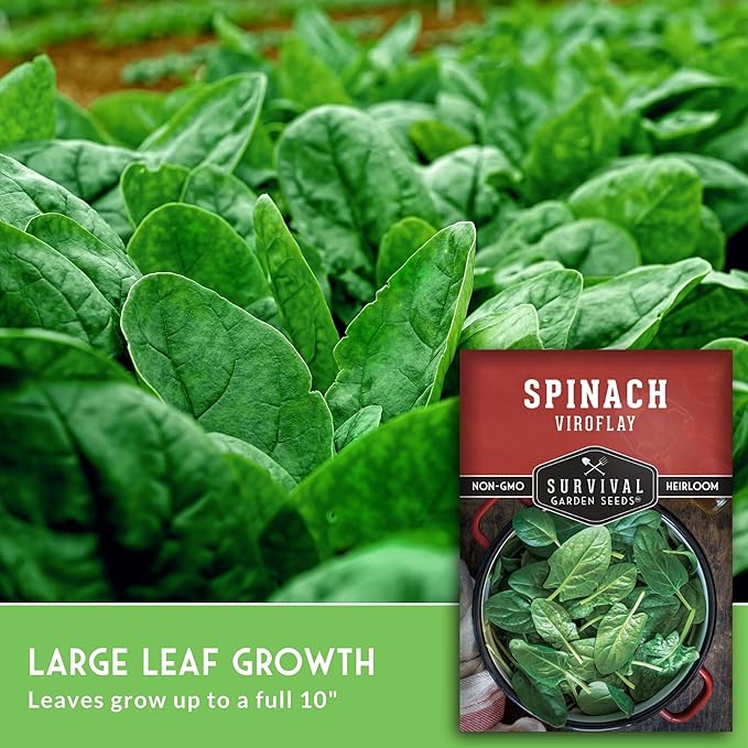 Viroflay Spinach Seeds for Planting – Giant Heirloom Variety with Tender Sweet 10" Leaves – Fast Growing Cold Tolerant Leafy Green – Survival Garden Seeds (1 Pack)