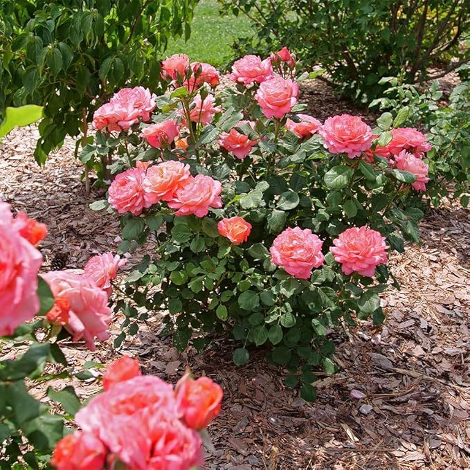 Proven Winners 2 Gal. Reminiscent Coral Rose Shrub