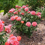 Proven Winners 2 Gal. Reminiscent Coral Rose Shrub