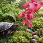 Chuangdi 2 Pcs Artificial Phalaenopsis with Suction Cups Terrarium Plant Decoration Reptile Habitat Plant Decor for Hermit Crab Lizards Geckos Snake (White Leopard Print,Dark Pink,Deeply Exquisite)
