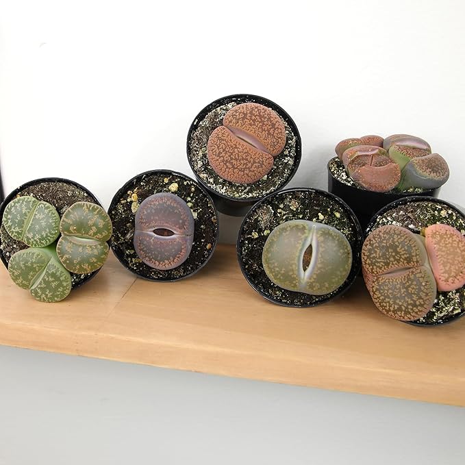 Altman Plants XL Giant Living Stones Succulents (8PK) Lithops Live Plants & Real Succulents, Pet Safe Plants & Live Succulent Plants, Pet Friendly Plants, Live Plants in 2.5" Pots with Succulent Soil