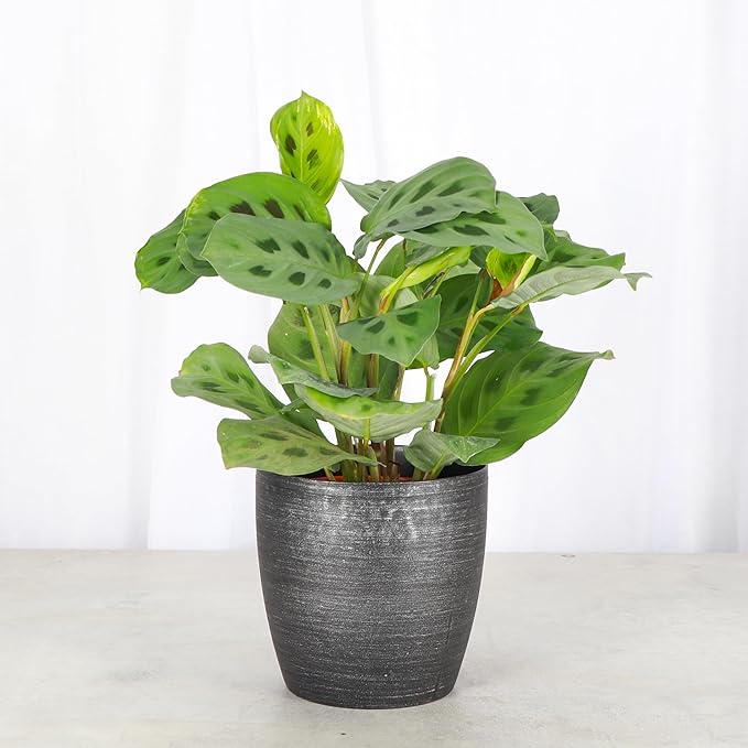 Thorsen's Greenhouse Green Prayer Plant, Live Indoor Plant, Pet Friendly, Uncommon Houseplant, Green Maranta, Easy to Grow, 4" Diameter Pot (Brushed Silver)