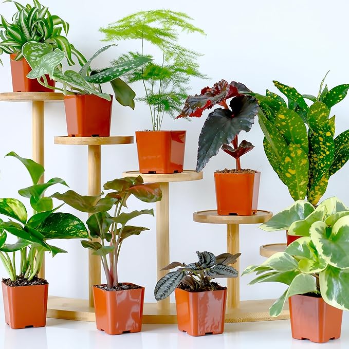 Easy to Grow Houseplants (24 Pack) Live House Plants in Plant Containers, Growers Choice Plant Set in Planters with Potting Soil Mix, Home Décor Planting Kit or Outdoor Garden Gifts by Plants for Pets