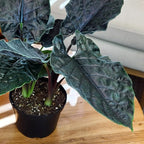 Alocasia Antoro Velvet, Unique Live Houseplant in 6" White Pot, Easy Live Gift, Elephant Ear, Houseplants for Desk Decorations, Real Botanical, Air Purifying Tropicals by Plants for Pets