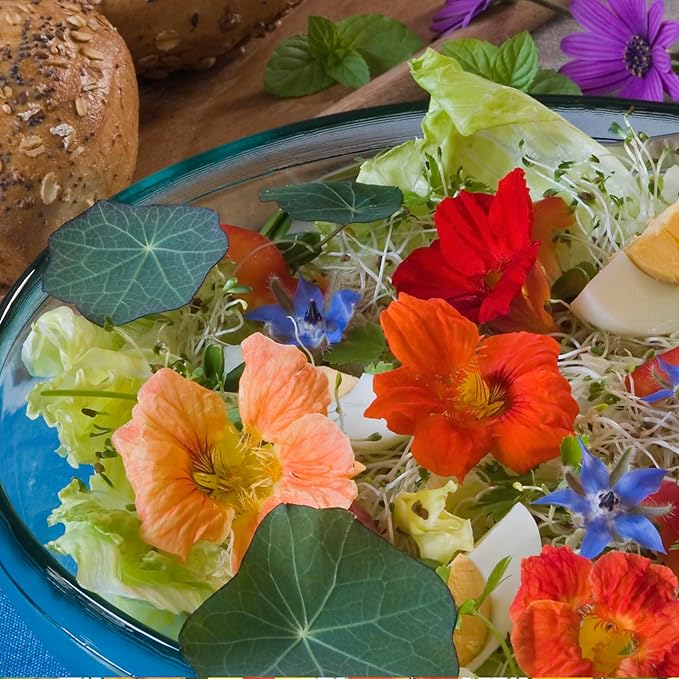 Seed Needs Nasturtium Seeds for Planting Edible Flowers - Collection Set of Jewel Blend & Double Gleam Nasturtiums to Attract Pollinators to a Butterfly Garden - Trailing and Bush Varieties (2 Packs)