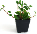Josh's Frogs 18x18x24 Tree Frog Vivarium Plant Kit