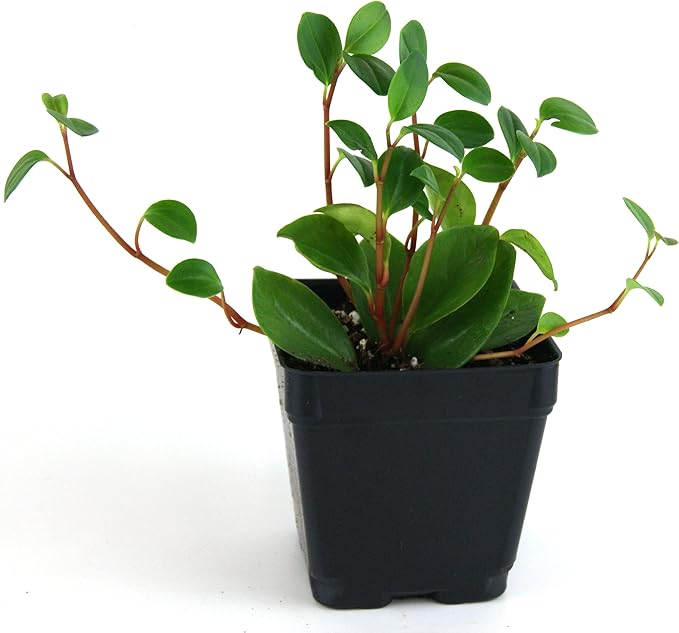 Josh's Frogs 18x18x24 Tree Frog Vivarium Plant Kit