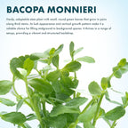 SubstrateSource Live Aquarium Stem Plants - Freshwater Aquatic Plant for Fish Tanks, Aquascaping - (Moneywort Bacopa Monnieri, 1 Bunch)