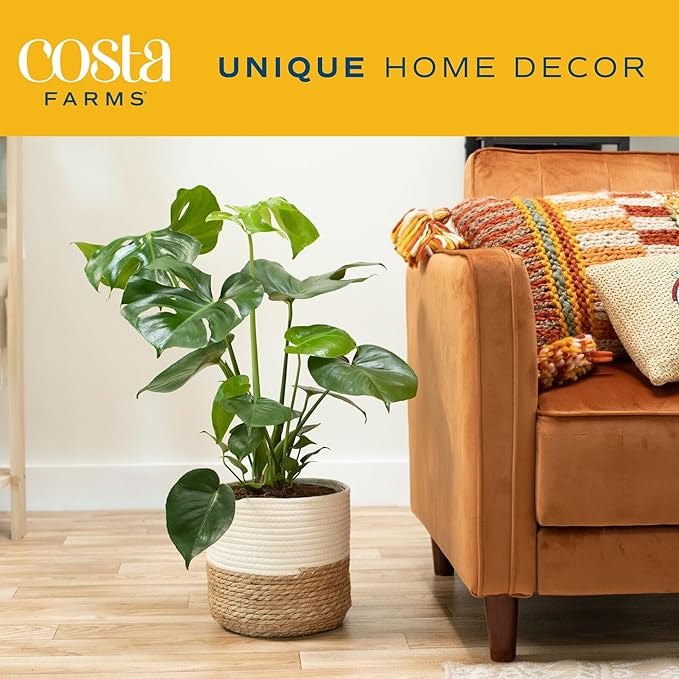 Altman Plants, Classic Houseplant Collection (4PK) Live Plants Indoor Plants Live Houseplants & Costa Farms Monstera Swiss Cheese Plant, Live Indoor Plant, Easy to Grow Split Leaf Houseplant