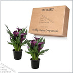 Live Flowering Calla Lily (2 Plants Per Pack) - Purple, 3+ Blooms - Beautiful Spring Perennial - 12" Tall by 5" Wide in 1 Qt Pot