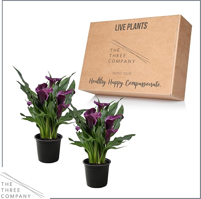 Live Flowering Calla Lily (2 Plants Per Pack) - Purple, 3+ Blooms - Beautiful Spring Perennial - 12" Tall by 5" Wide in 1 Qt Pot