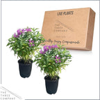 Live Flowering Bee Balm - Balmy Purple (2 Plants Per Pack), Pollinator - Attracts Butterflies, 10" Tall by 4" Wide in 1 Qt Pot