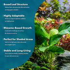 SubstrateSource Anubias Live Aquarium Plants - Potted Freshwater Plant for Fish Tanks, Terrariums - Beginner Friendly Low Light (Barteri, 3 Pots)
