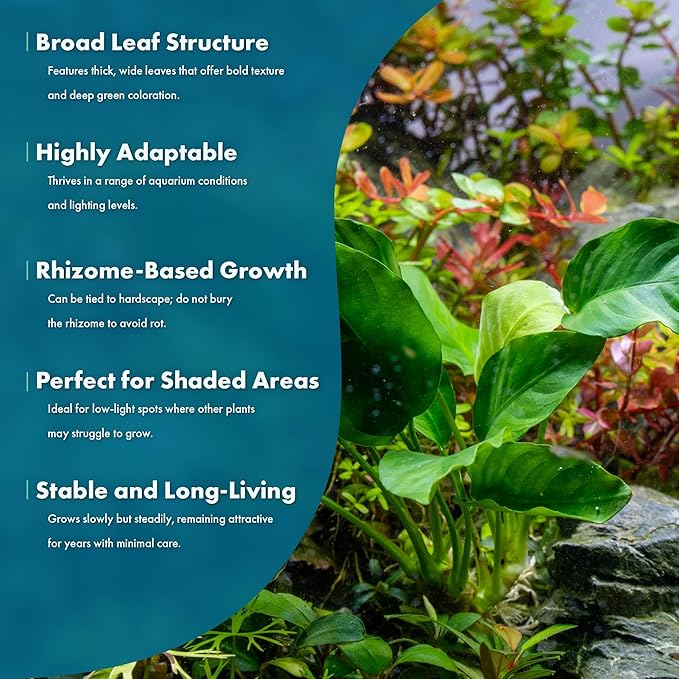 SubstrateSource Anubias Live Aquarium Plants - Potted Freshwater Plant for Fish Tanks, Terrariums - Beginner Friendly Low Light (Barteri, 3 Pots)