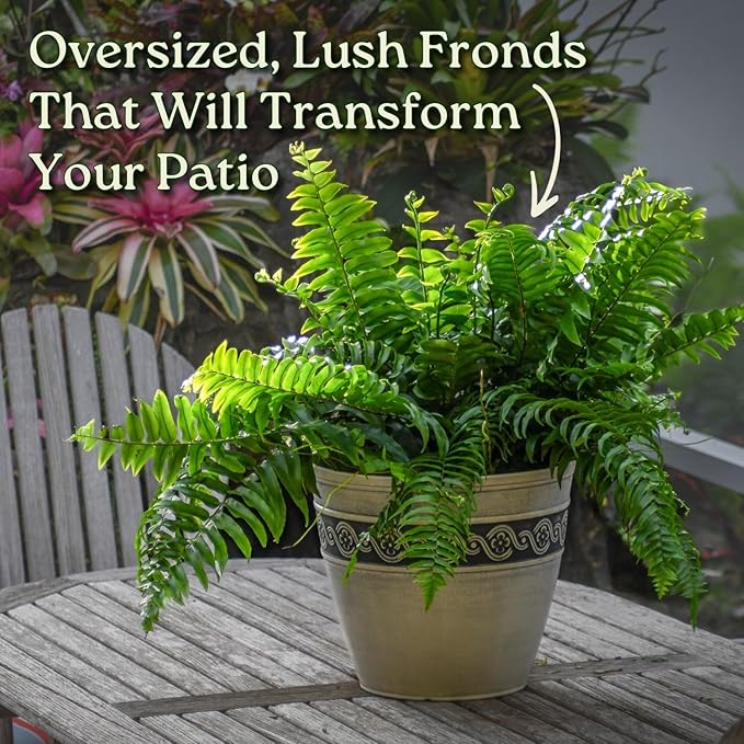Macho Fern - Sword Fern Plant - Overall Height 28" to 34" - Tropical Plants of Florida (Plant Only)