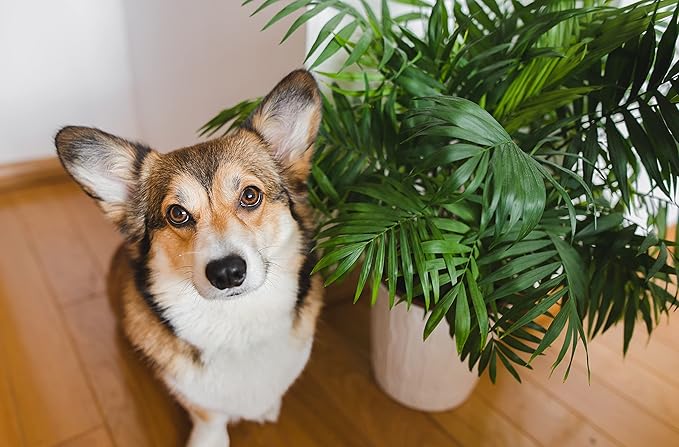 American Plant Exchange Parlor Palm – 4-Inch Pot with Cover – Live Easy Care Low-Light Indoor Houseplant, Pet-Friendly Tropical Palm for Home, Office, Bedroom & Shelf Décor