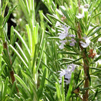 Live Rosemary Plants in 4'' Pot, Fragrant Upright Rosemary Starter 4-8 Inches, Hardy Outdoor Plant for Garden, Patio and Containers