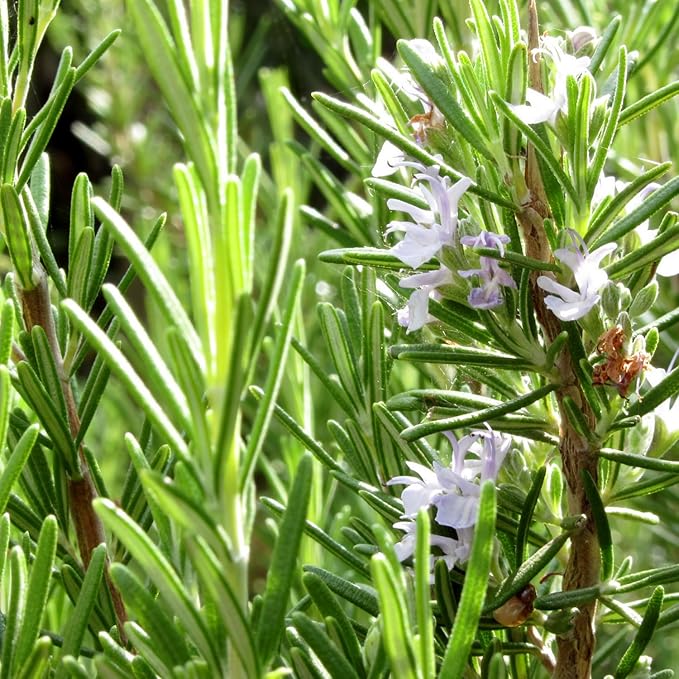 Live Rosemary Plants in 4'' Pot, Fragrant Upright Rosemary Starter 4-8 Inches, Hardy Outdoor Plant for Garden, Patio and Containers