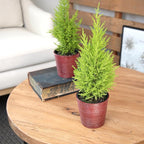 Miniature Festive Lemon Cypress Tree with Decorative 4.25" Pot Cover, Live Plant Gift for Holidays, Easy Care Live Houseplants for The Holidays by Plants for Pets