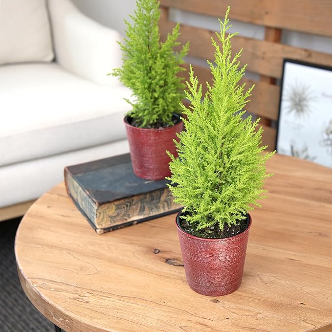 Miniature Festive Lemon Cypress Tree with Decorative 4.25" Pot Cover, Live Plant Gift for Holidays, Easy Care Live Houseplants for The Holidays by Plants for Pets