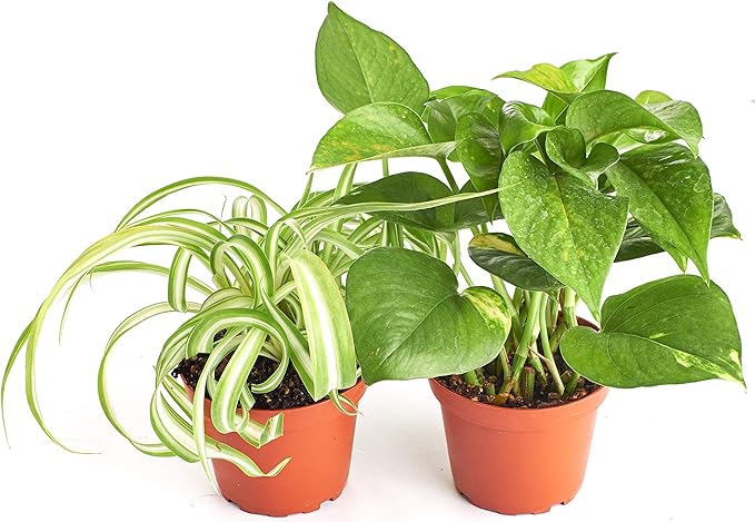Shop Succulents Vining Collection Hand Selected, Air Purifying Easy Care Live Indoor/Outdoor Variety of House Plant in 4" Grow Pot, 2-Pack, 4-Inch