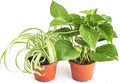 Shop Succulents Vining Collection Hand Selected, Air Purifying Easy Care Live Indoor/Outdoor Variety of House Plant in 4" Grow Pot, 2-Pack, 4-Inch