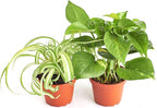 Shop Succulents Vining Collection Hand Selected, Air Purifying Easy Care Live Indoor/Outdoor Variety of House Plant in 4" Grow Pot, 2-Pack, 4-Inch