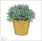 Live Aromatic and Healthy Herb - Lavender, Improves Sleep Quality, Wrapped in Deco Cover, 14" Tall by 6" Wide in 1.25 Quart Pot