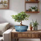 Ceramic Bonsai Pots - 8 Inch Succulent Planters Indoor Outdoor, Bonsai Planters with Drainage Hole and Saucer, Shallow Planter, Round Planter Bowl, Home Decor, Gifts for Plant Lovers, Blue