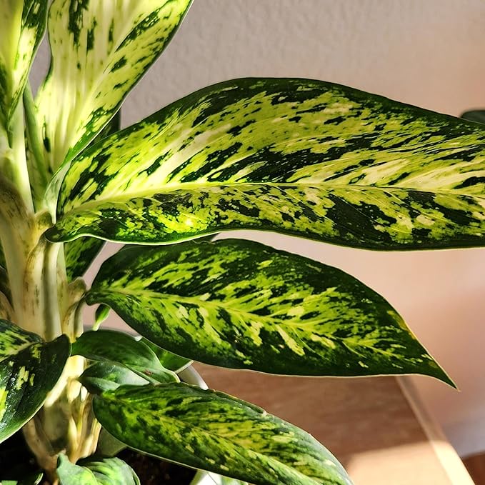 Dieffenbachia 'Starbright', Dumb Cane Live Houseplant Decor in 6" White Pot, Easy Dumbcane Gift, Unique Dieffenbachia Houseplants, Uncommon Desk Plants & Decorative Plants by Plants for Pets