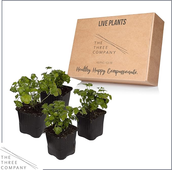 Live Aromatic and Edible Herb - Parsley (4 Per Pack), Boosts Immune System, 8" Tall by 4" Wide