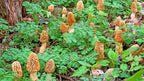 | Morel Mushrooms Spores 40 Grams in Sawdust Bag - Morchella Esculenta, True Morel Mushroom Growing Kit, Fresh Morel Mushroom Spores, Morel Mushroom Kit in 5 Gallons of Filtered