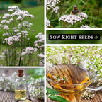 Sow Right Seeds - Valerian Seeds for Planting - Non-GMO Heirloom Packet with Instructions to Plant an Outdoor Herb Garden - Fragrant with Medicinal Benefits - Valerian Root for Sleep & Calm (3)
