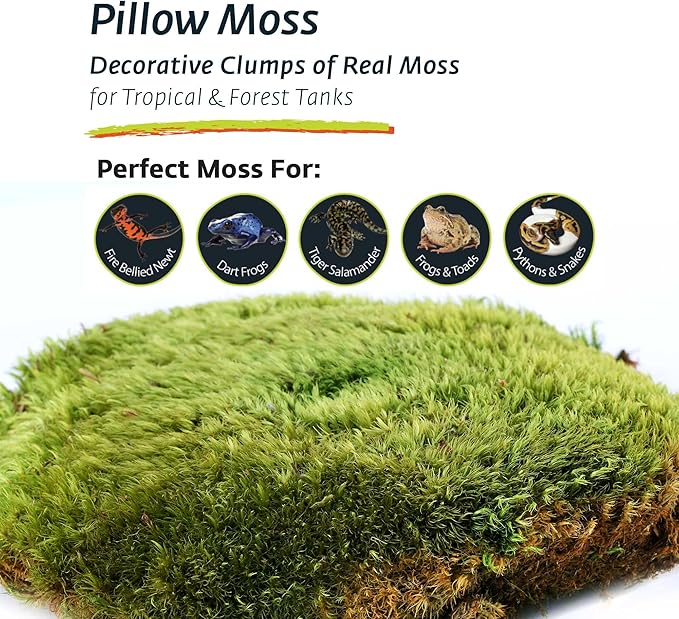 Galápagos (05234) Pillow Moss, Clumps of Real Moss, Natural, 4QT,Green