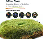 Galápagos (05234) Pillow Moss, Clumps of Real Moss, Natural, 4QT,Green