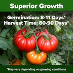 HOME GROWN Beefsteak Tomato Seed 2Pack - 600 Heirloom Tomato Seeds for Planting Outdoors High-Yield Non-GMO Vegetable Seeds for Growing Large, Meaty Tomatoes for Summer Dishes (Solanum lycopersicum)