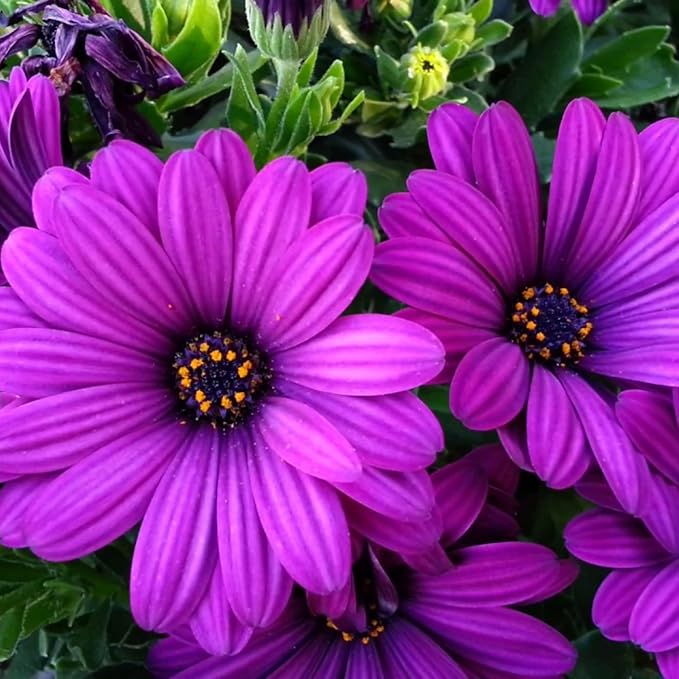 100+ Purple Daisy Flower Seeds - Tender Perennial Flower for Planting Garden Home Outdoor
