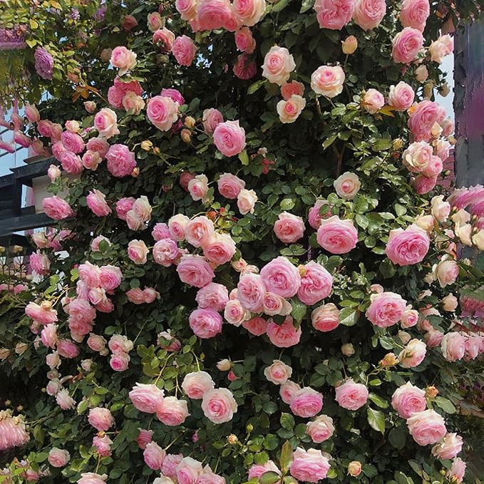 Climbing Rose Seeds for Planting, 300+pcs Rare Rosa Rose Flower Seeds Plants, Non-GMO Heirloom Attracts Pollinators Blooms Beauty Flowers for Home Garden Outdoors