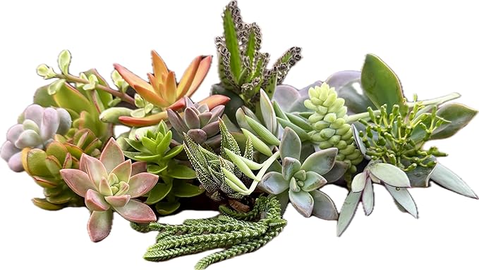 10 Assorted Live Succulent Cuttings, No 2 Succulents Alike, Great for Terrariums, Mini Gardens, and as Starter Plants. Live Succulents Plants for DIY Projects and Home Decor (10, Small)