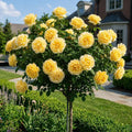 295+ Rose Tree Seeds, Perennial Flower Bush for Outdoor Home Garden Yard Landscape Decoration, Hardy Ornamental Flowering Shrub Gardening Gift
