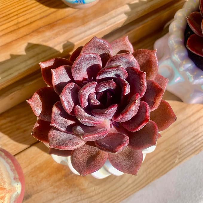 Live Succulents Plants Echeveria Black Mamba 3 inches,Rare Black Red Succulents Bare Root Without Pot Soil, Live Plants Indoor Office Decoration Wedding and Gift