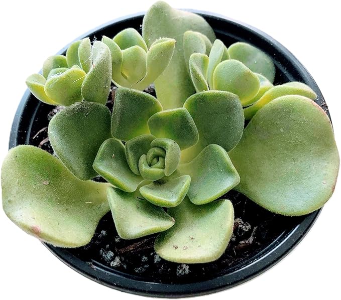 Blissful Aeonium Emerald Ice Succulent – Variegated Green & White Rosettes, Drought Tolerant, Easy Care Indoor/Outdoor Plant, Colorful Home & Garden Décor (Lilypad, 4" Pot)