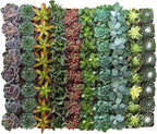Shop Succulents Assorted Succulent Plant Pack Bulk Collection - Live Mini Succulent Plants, Low Maintenance, Mixture of Colors & Textures - Wedding and Party Favors, Gift & Garden, Pack of 100