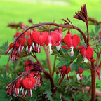 100pcs Dicentra Spectabilis Seeds for Planting, Non-GMO Heirloom Bleeding Heart Flower Seeds, Rare Blooms Flowers Attracts Pollinators for Garden Home Outdoors