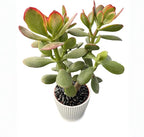 Sprout N Green Golden Jade with White Stripe Pot, Live Crassula Ovata 'Hummel Sunset' Succulent, Rare Cute Plant, Home Office Décor