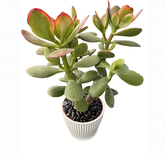 Sprout N Green Golden Jade with White Stripe Pot, Live Crassula Ovata 'Hummel Sunset' Succulent, Rare Cute Plant, Home Office Décor